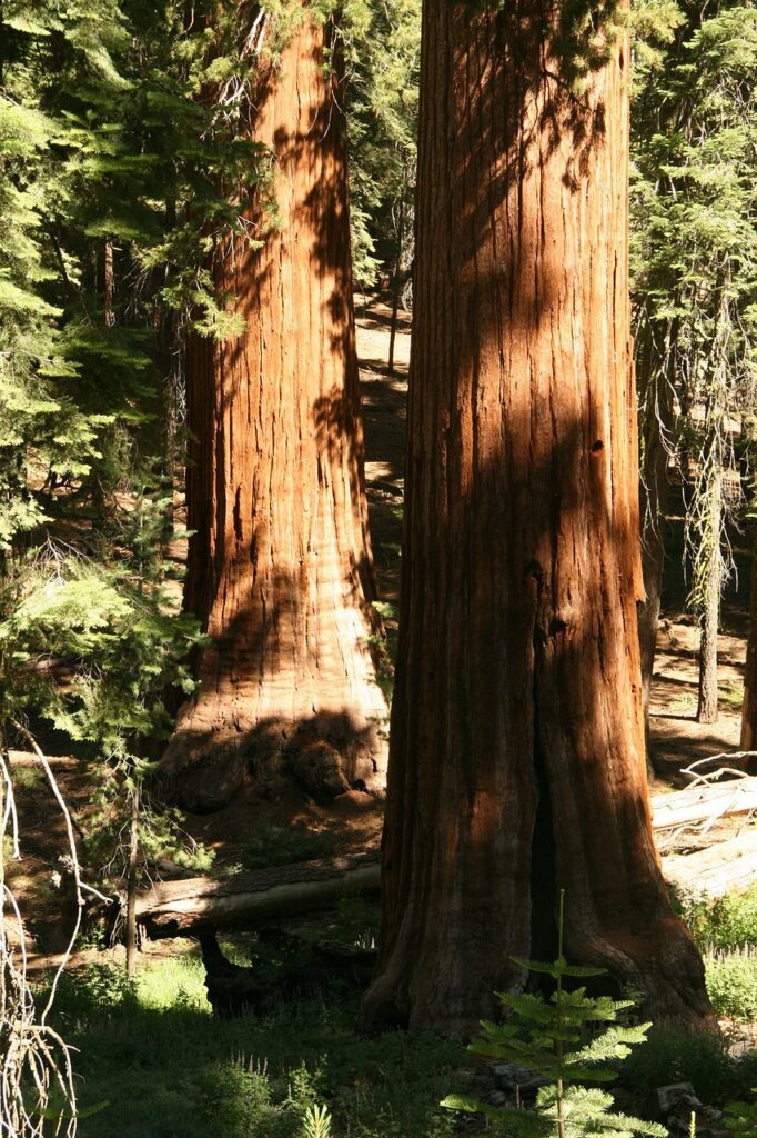 redwood, trees, giant
